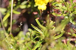 Image of Hibbertia racemosa (Endl.) Gilg