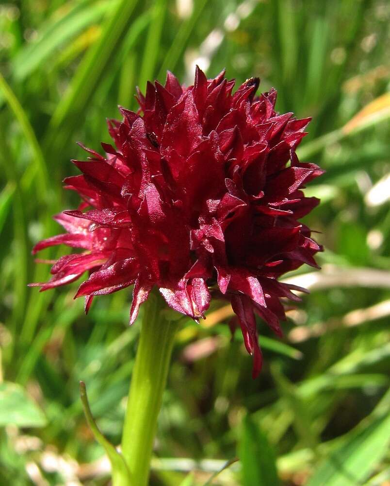 Image of Gymnadenia austriaca var. gallica (E. Breiner & R. Breiner) P. Delforge