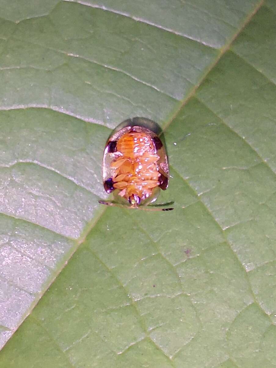 Deloyala insubida (Boheman 1855)的圖片