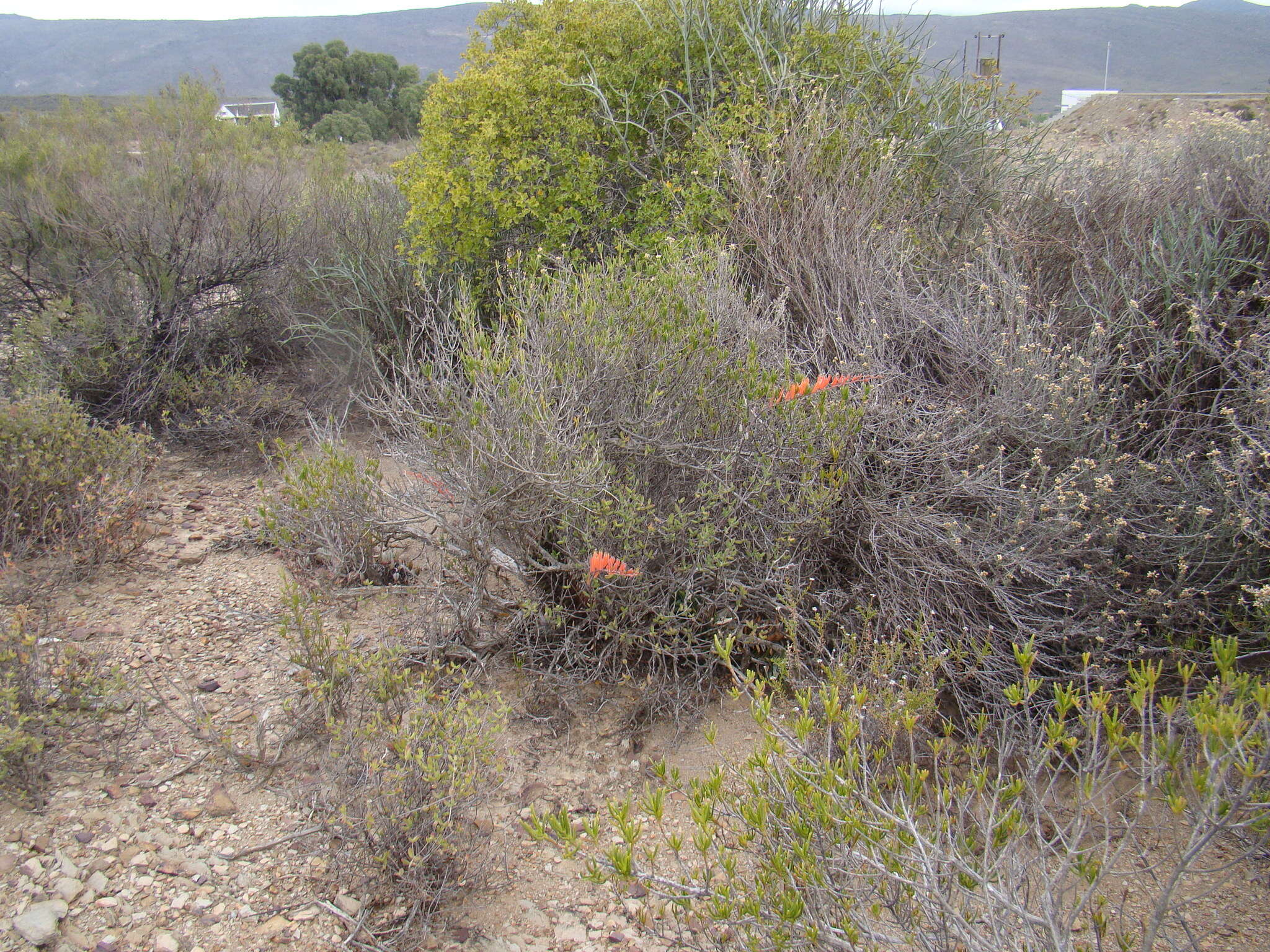 Image of Astroloba rubriflora (L. Bolus) Gideon F. Sm. & J. C. Manning