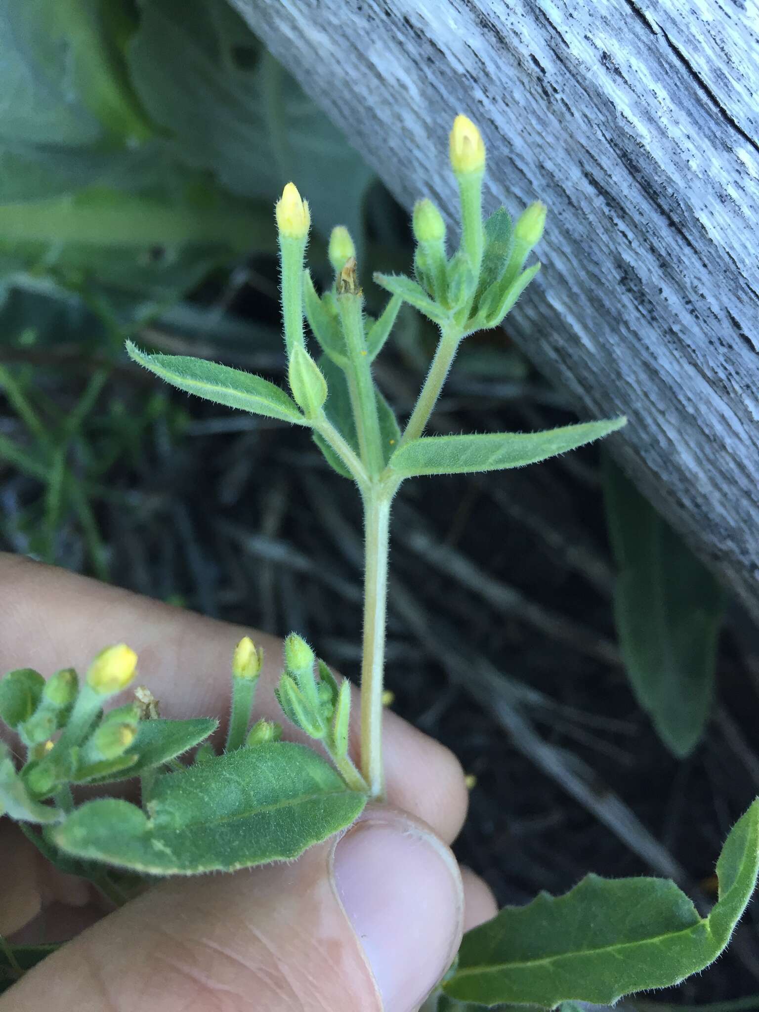 Image of bushy blazingstar