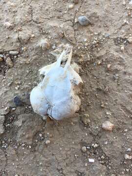 Image of Giant Kangaroo Rat