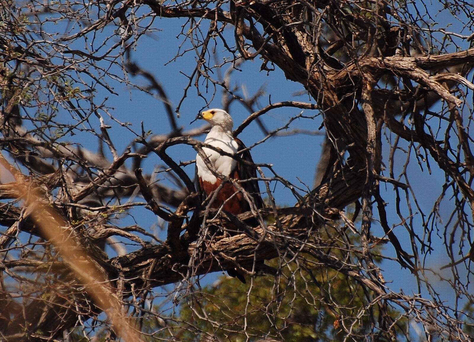 Image of African Fish Eagle