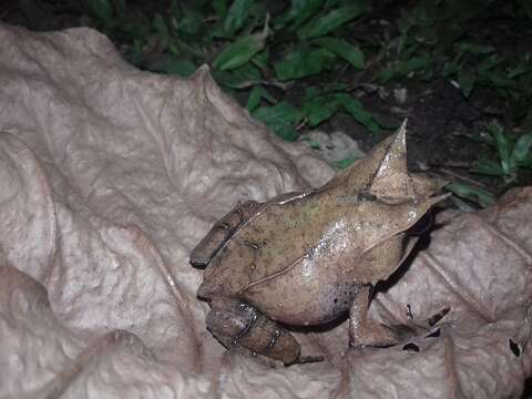 Image of Borneon Horned Frog