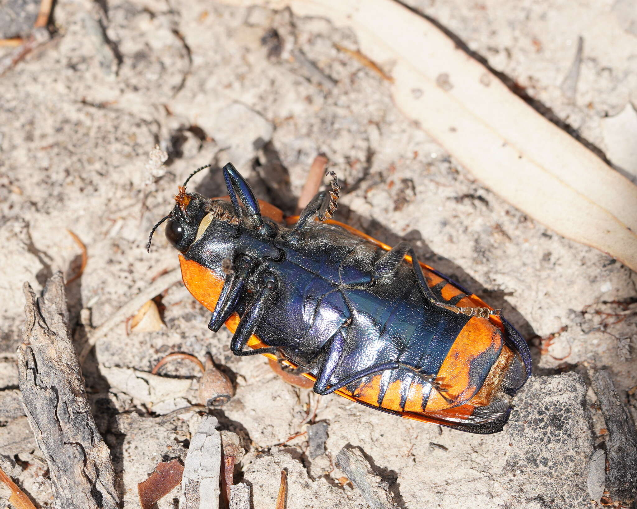 Image of Temognatha vitticollis (Macleay 1863)