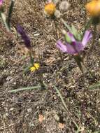 Image of winecup clarkia