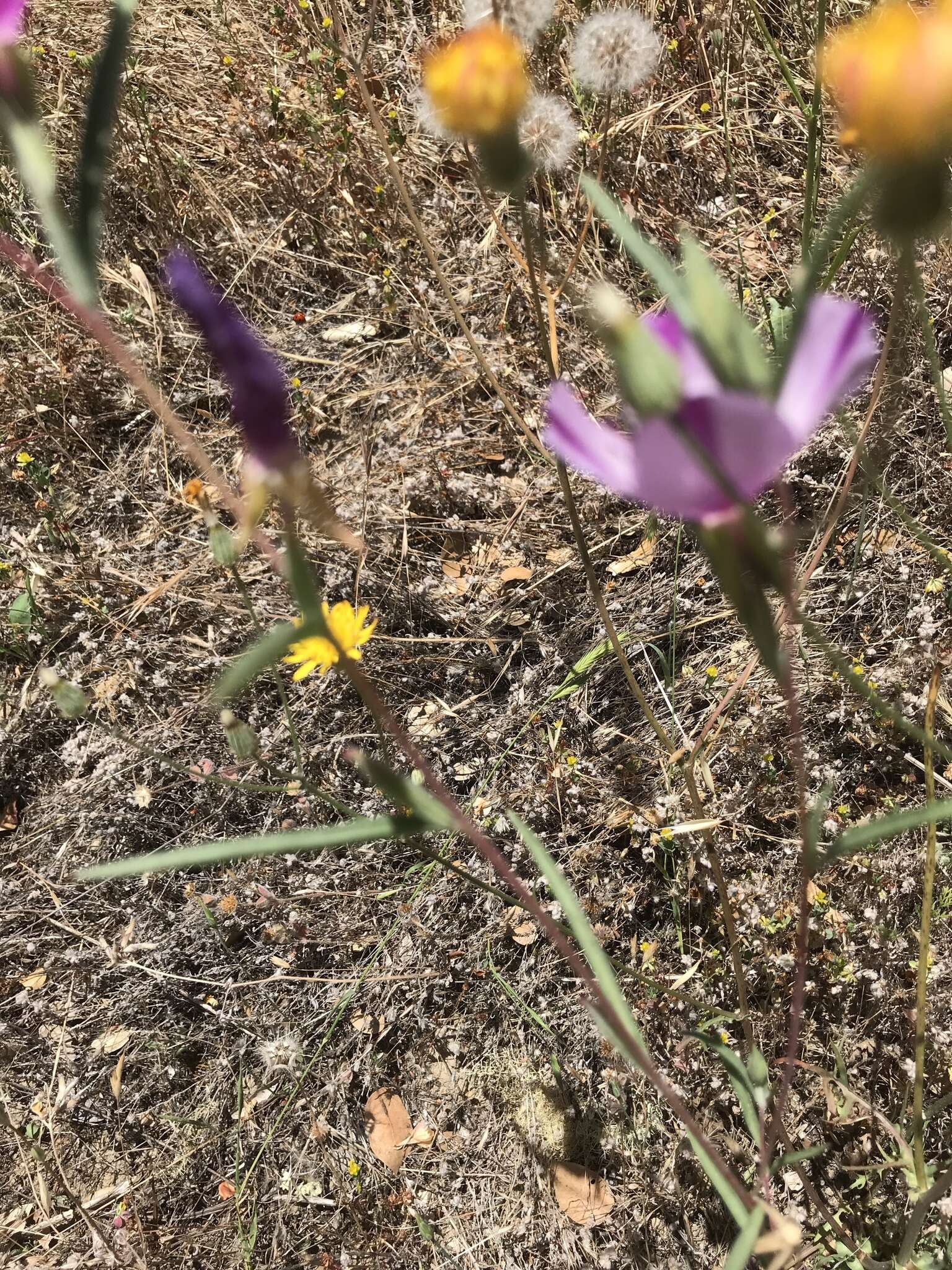 Image of winecup clarkia