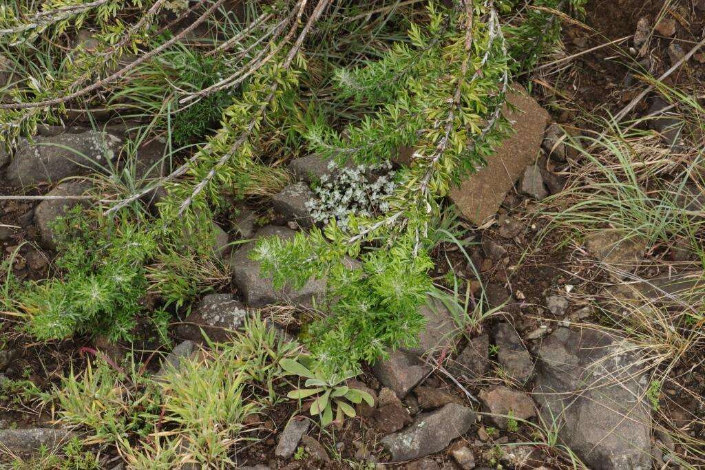 Image of Senecio haygarthii M. R. F. Taylor ex Hilliard