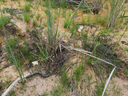 Image of Geissorhiza imbricata subsp. imbricata