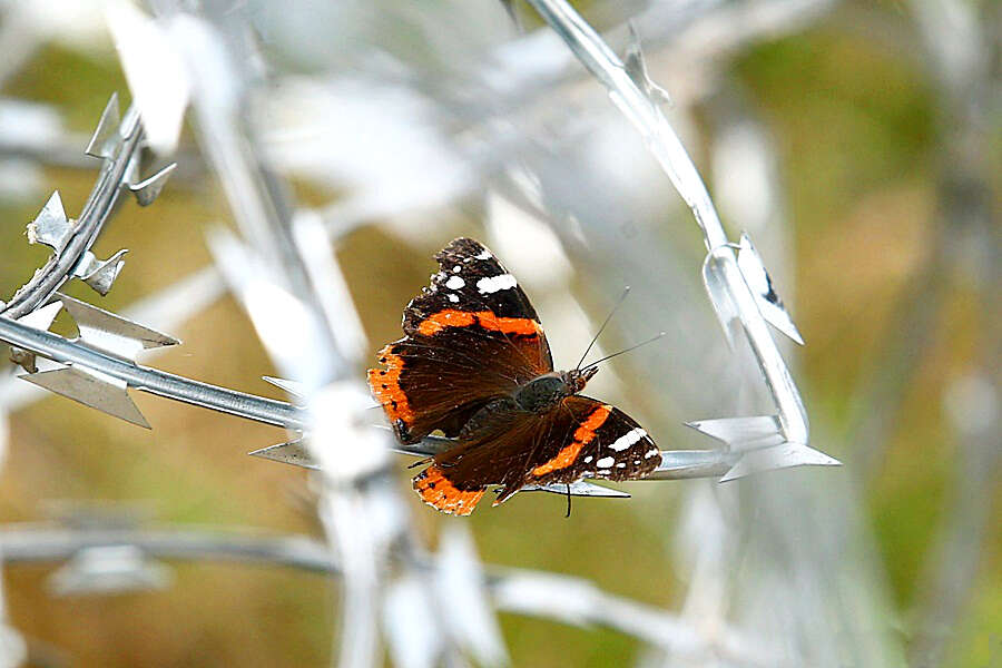 Image of Red Admiral