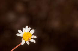 Image de Bellium fausse pâquerette