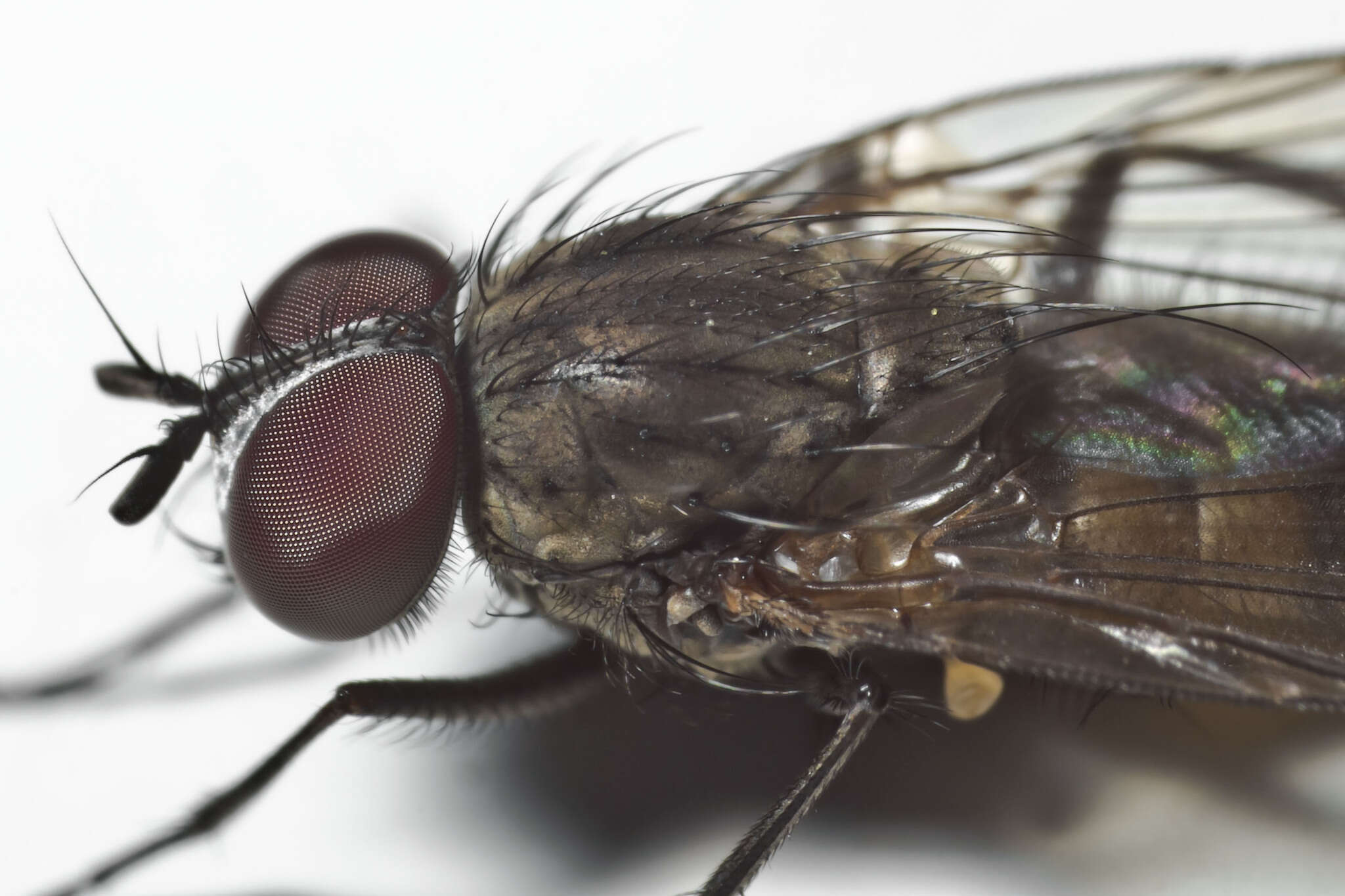 Image of Little House Fly