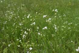 Image of Galium octonarium (Klokov) Pobed.