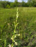 Image of Silene tatarica (L.) Pers.