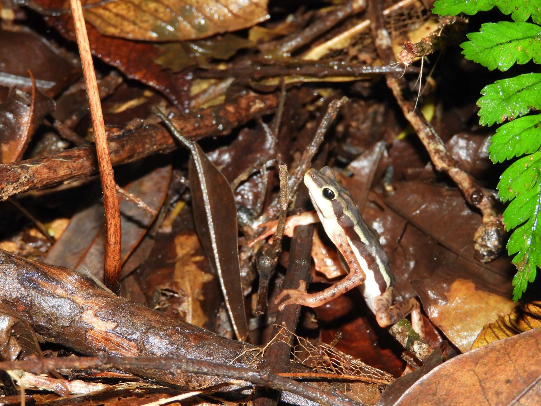 Image of Elegant Stubfoot Toad