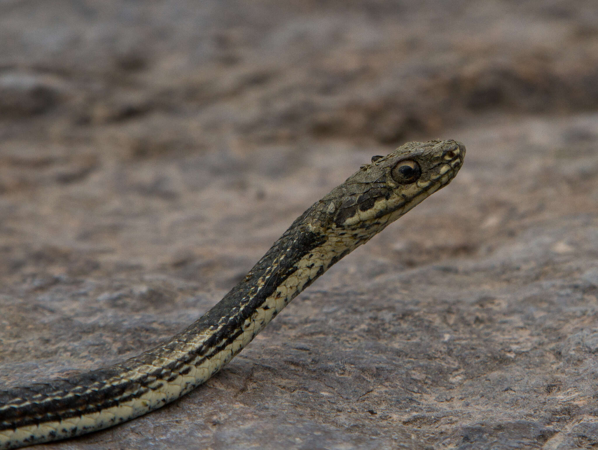 Image of Coluber taeniatus girardi Stejneger & Barbour 1917