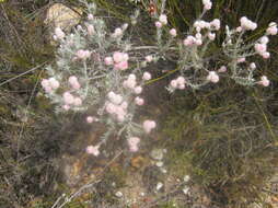 Image of Achyranthemum paniculatum