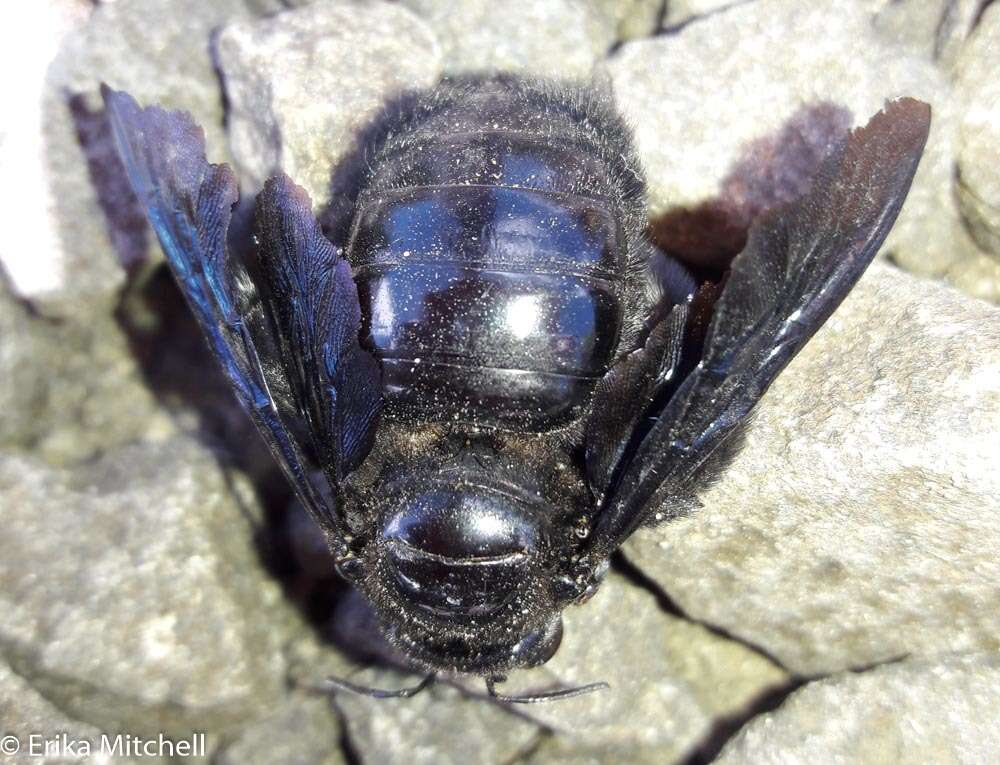 Image of Xylocopa caribea Lepeletier 1841