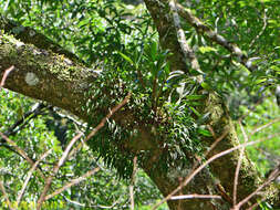 Image of Seed-pearl Orchid