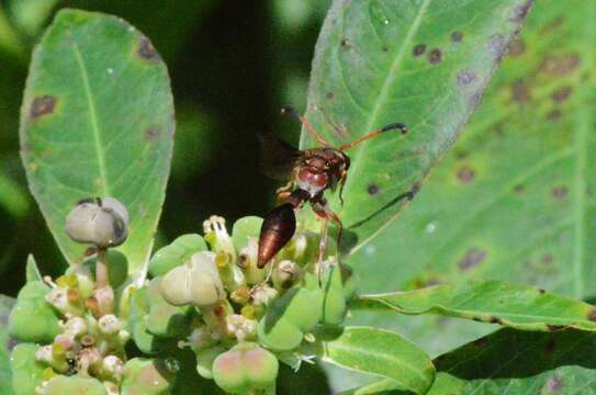 Image of Potter wasp