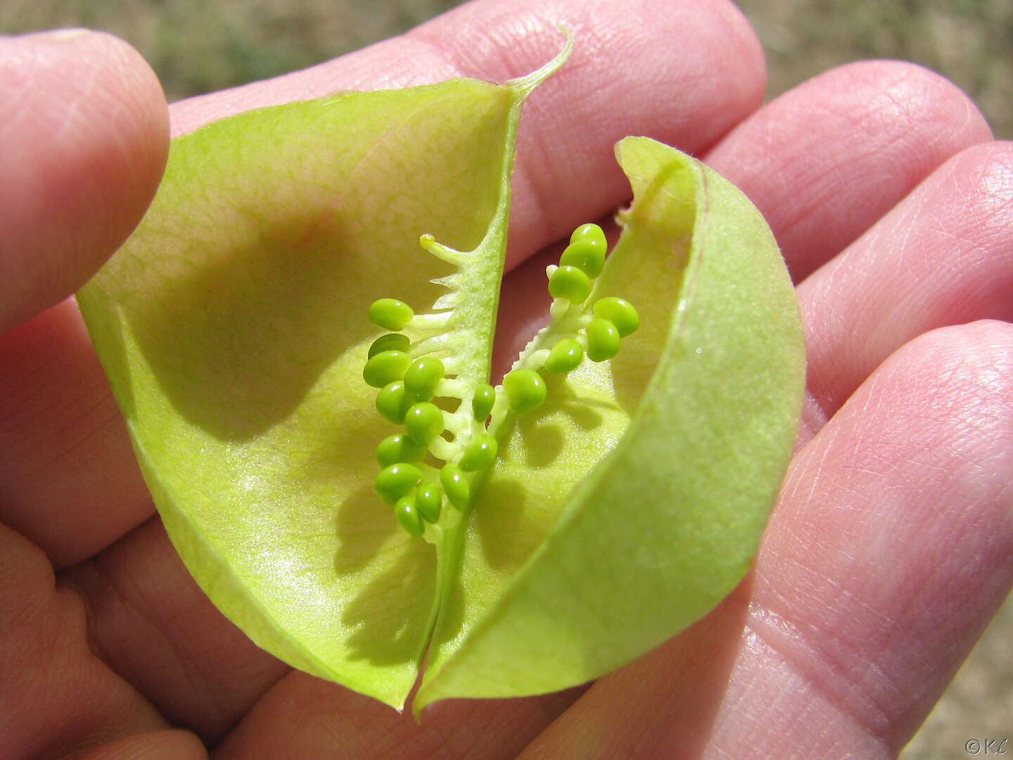 Sivun Astragalus asymmetricus Sheldon kuva