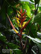 Image of Heliconia venusta Abalo & G. Morales