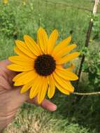 Image of cucumberleaf sunflower