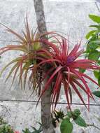 Imagem de Tillandsia brachycaulos Schltdl.