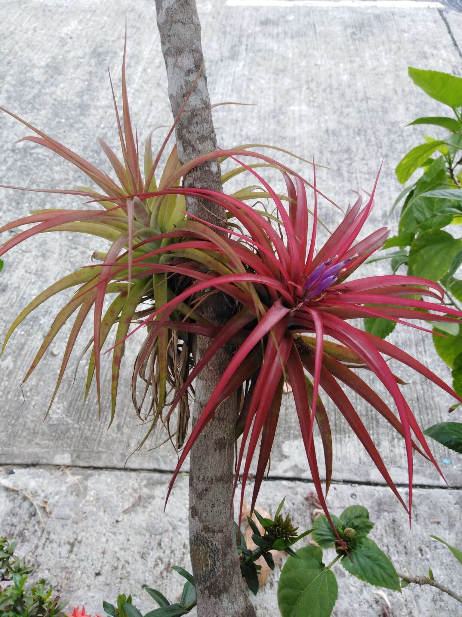 Imagem de Tillandsia brachycaulos Schltdl.