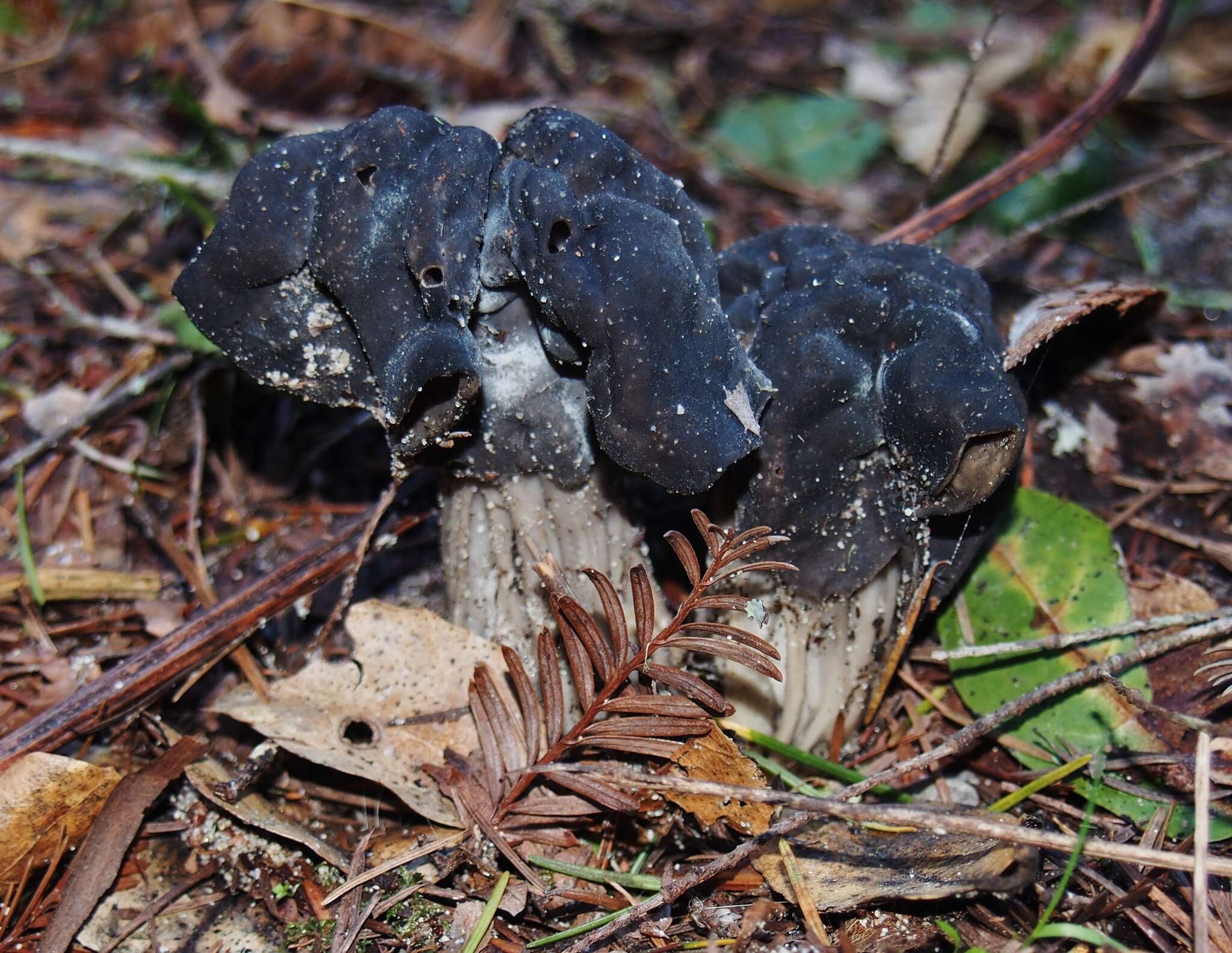 Image of Helvella vespertina N. H. Nguyen & Vellinga 2013