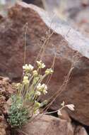 Image of yellow arctic draba