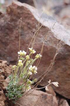 Image of yellow arctic draba