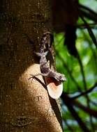 Image of Bueycito Anole