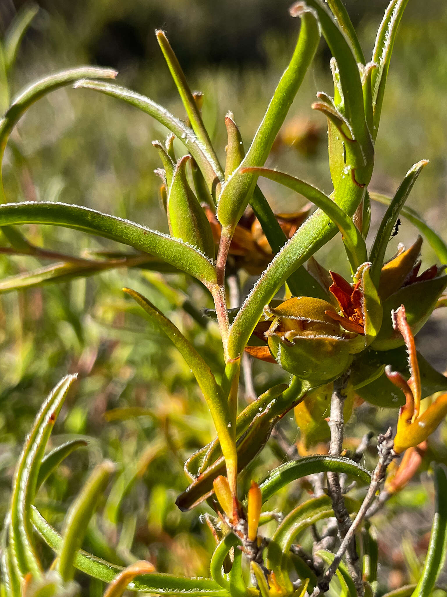 Image of Hibbertia vaginata (Benth.) F. Müll.