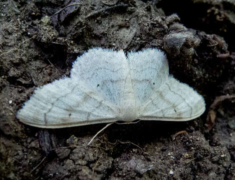 Idaea deversaria Herrich-Schäffer 1847 resmi