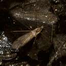 Image of Cranefly