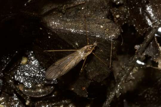 Image of Cranefly