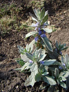 Image of Ajuga integrifolia Buch.-Ham. ex D. Don