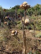 Слика од Cynara cardunculus subsp. cardunculus