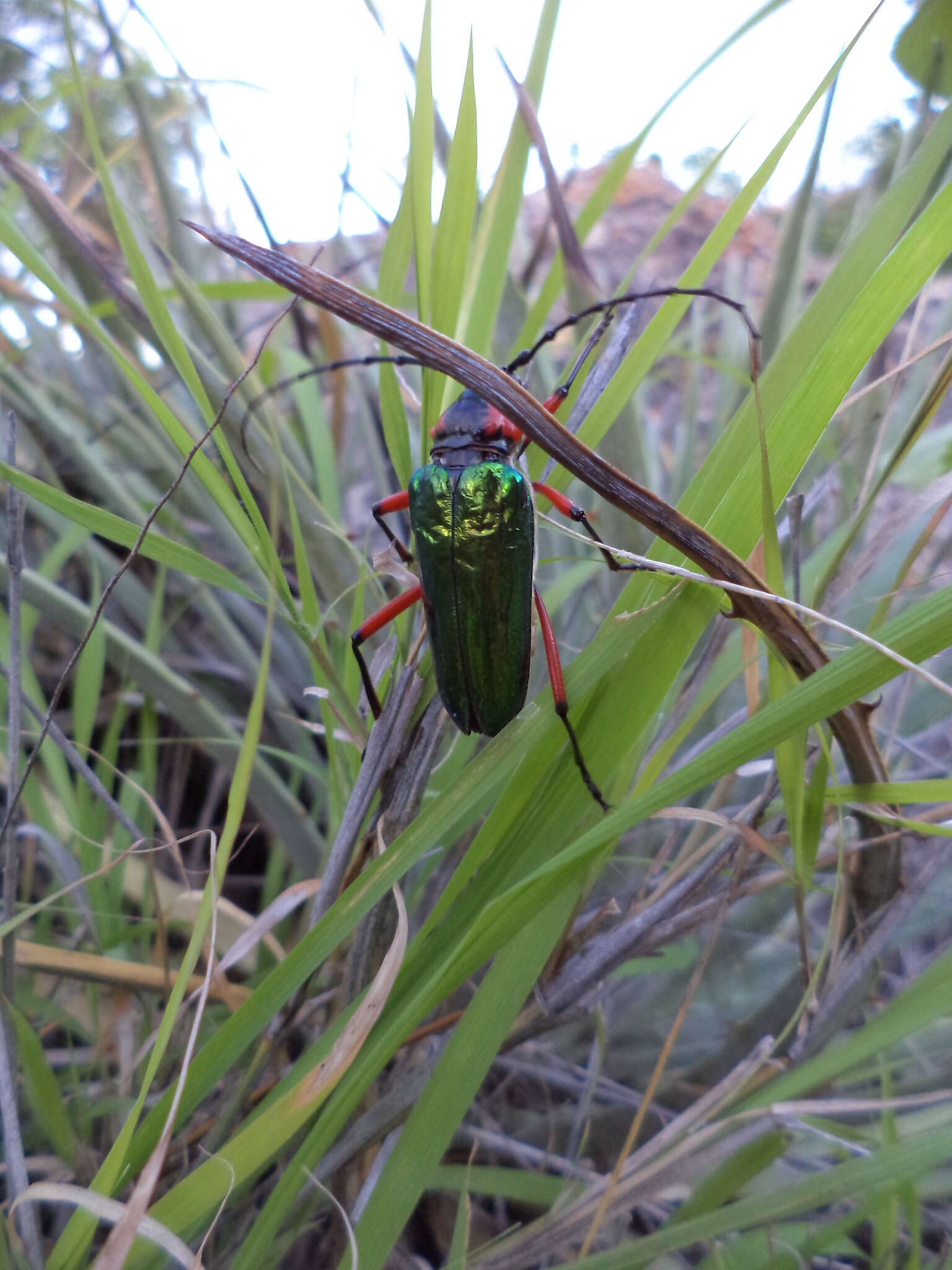 Image of Crioprosopus