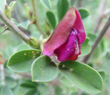 Image of Tephrosia gobensis Brummitt