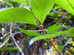 Image of Cyclophyllum multiflorum S. T. Reynolds & R. J. F. Hend.