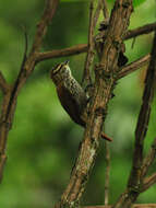 Image of Streaked Xenops