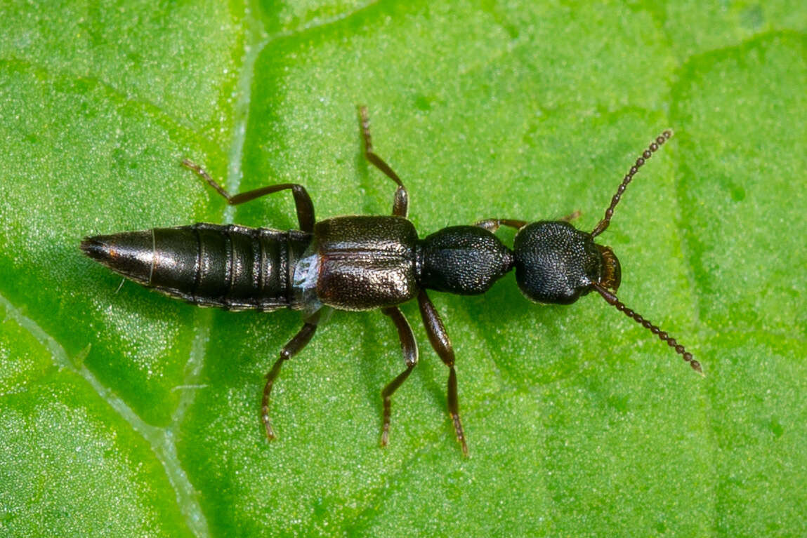 Imagem de Rugilus (Rugilus) rufipes Germar 1836