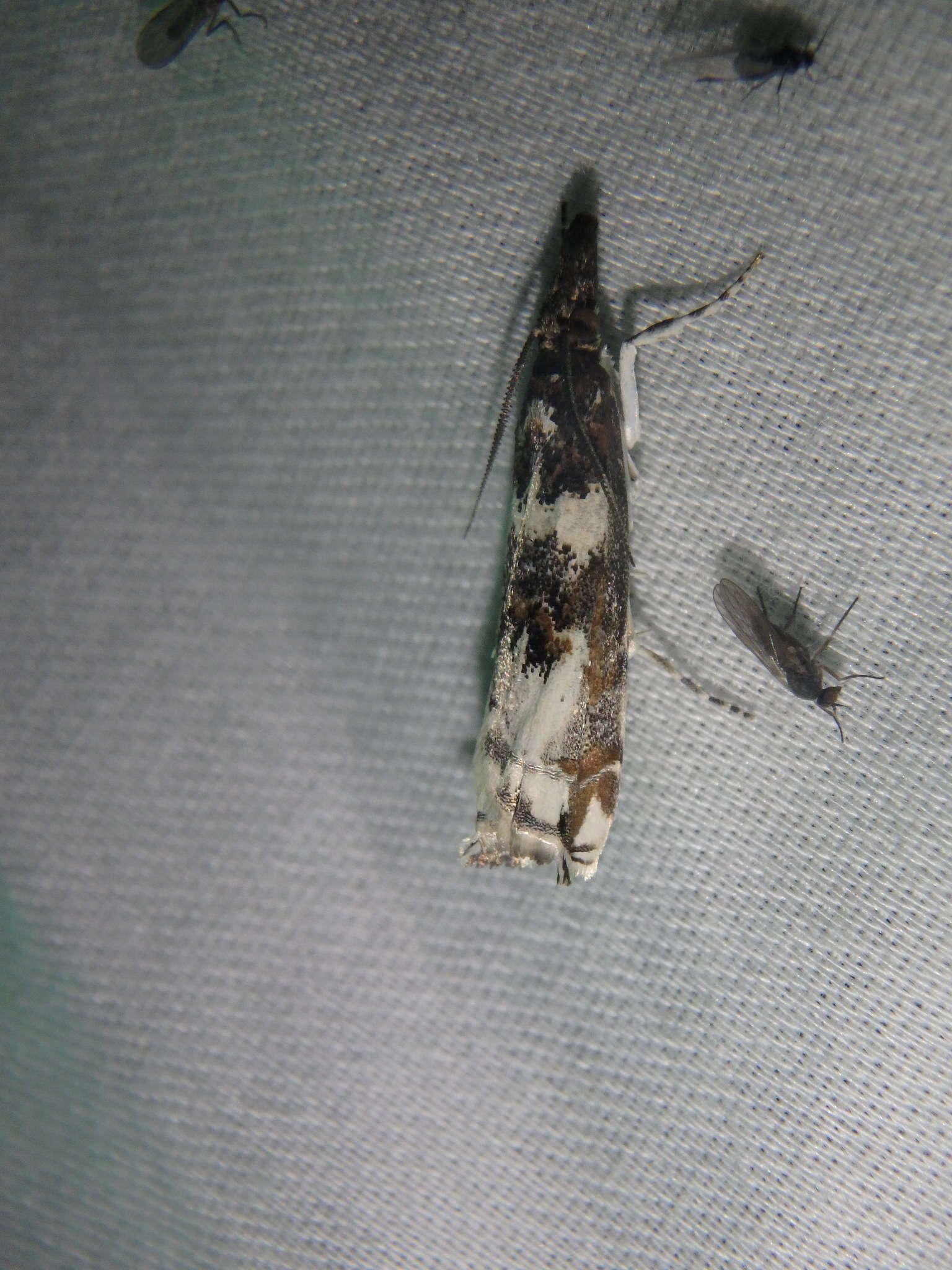 Image of Clouded veneer moth