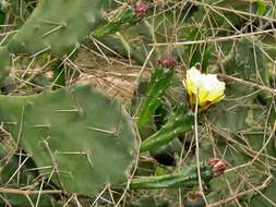 Image of Common Pricklypear