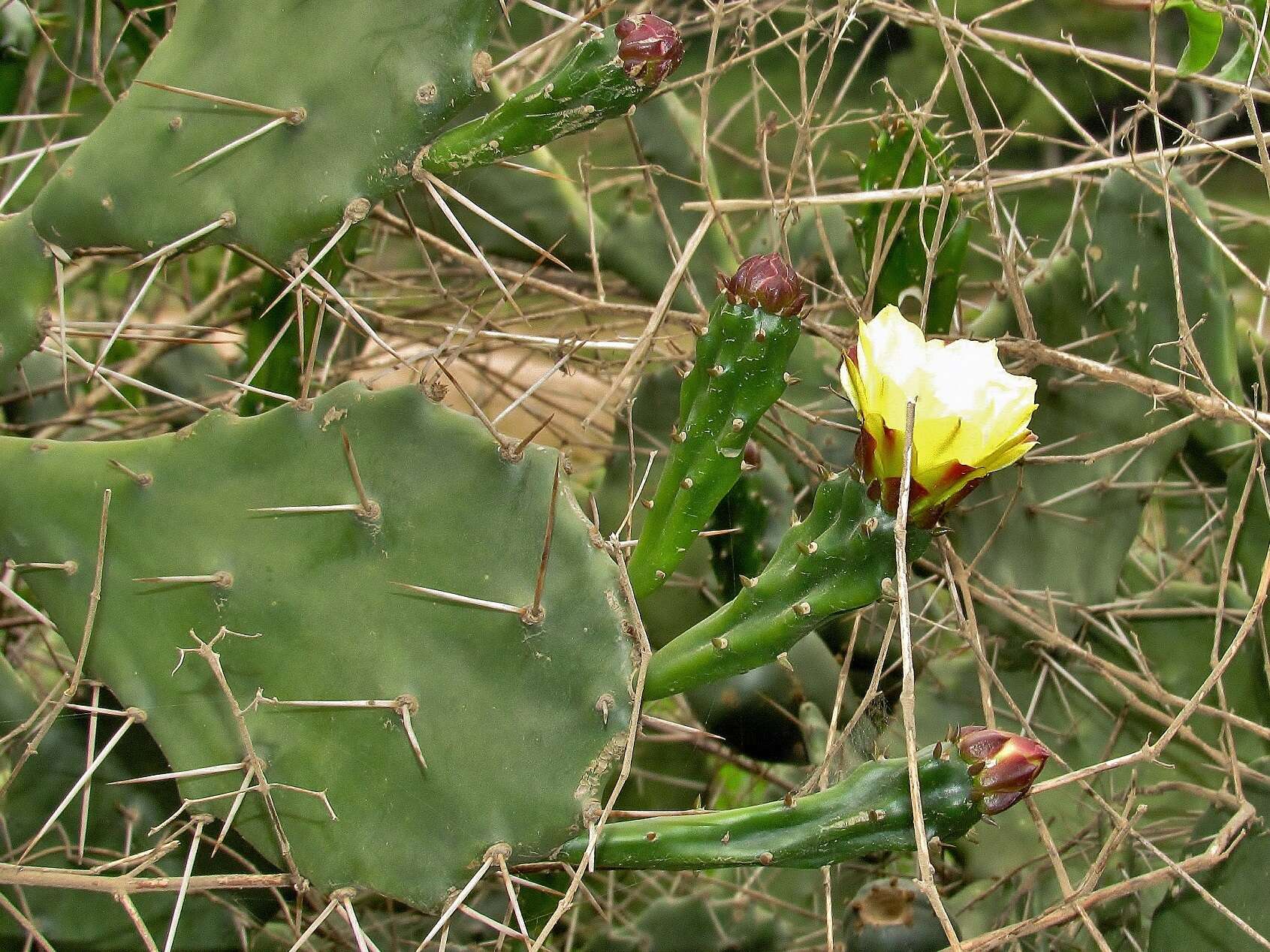 Image of Common Pricklypear