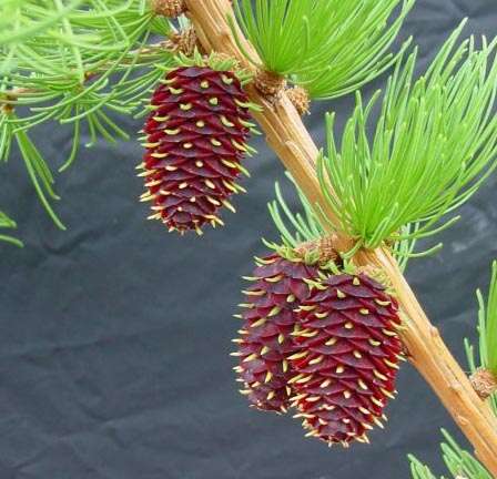 Larix occidentalis Nutt. resmi