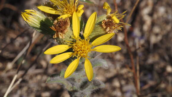 Image of sessileflower false goldenaster