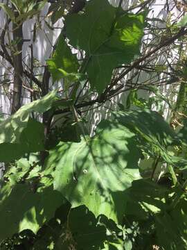 Imagem de Smallanthus sonchifolius (Poepp. & Endl.) H. Rob.